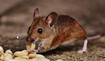 24 Hour & Emergency Exterminators in Coventry Twp, OH